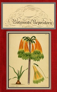 Book cover of "The botanist's repository for new and rare plants; vol. 03 & 04 [of 10]"