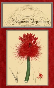 Book cover of "The botanist's repository for new and rare plants; vol. 05 [of 10]"